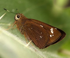 Pelopidas assamensis