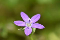 Triodanis biflora