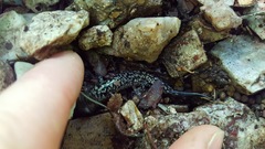 Plethodon caddoensis