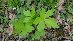 Ranunculus recurvatus