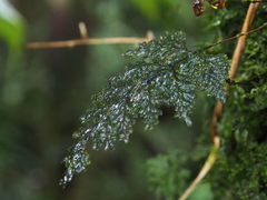 Hymenophyllales