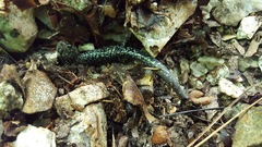 Plethodon caddoensis