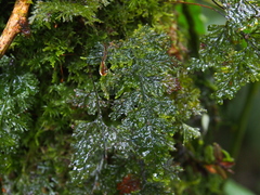 Hymenophyllales
