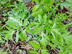 Geum laciniatum