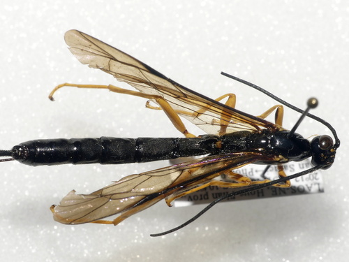Leptopimpla