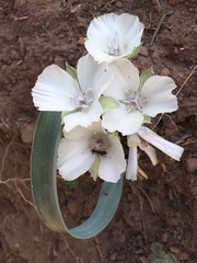 Calochortus minimus