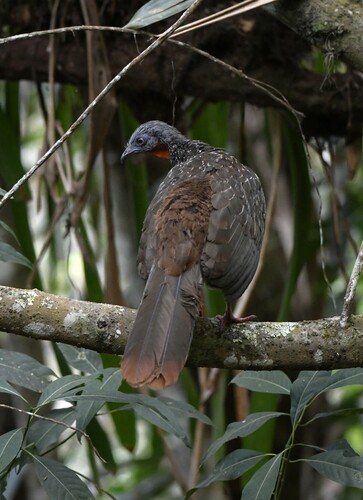 Band-tailed Guan (Penelope argyrotis), photo 10