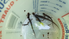 Plethodon caddoensis