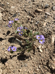Phacelia fremontii