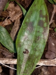 Erythronium rostratum