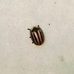 Agroiconota bivittata