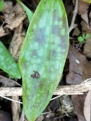 Erythronium rostratum