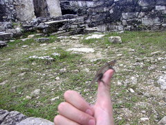 Sceloporus teapensis