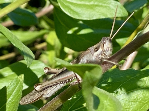 iNaturalist observation photo of Gray Bird Grasshopper