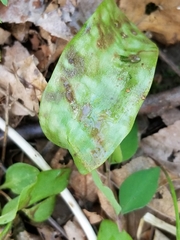 Erythronium rostratum