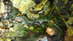 Plethodon caddoensis