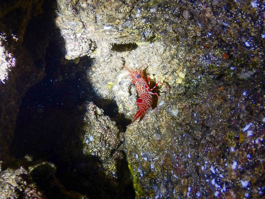mechanical shrimp