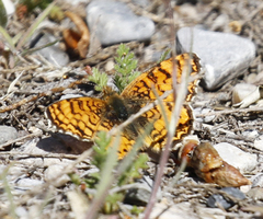Phyciodes mylitta