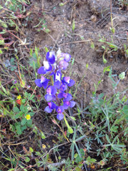 Lupinus nanus