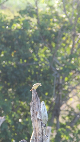 Yellowish Pipit (Anthus chii), photo 7