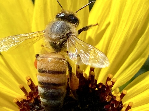 iNaturalist observation photo of Western Honey Bee