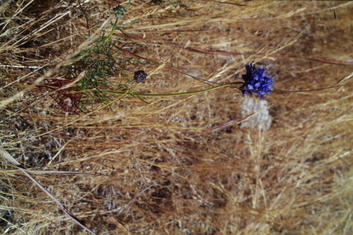 Gilia capitata
