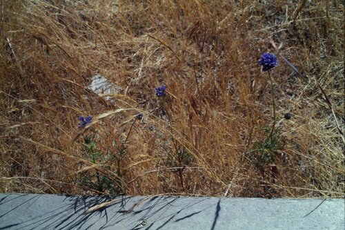 Gilia capitata