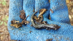 Plethodon caddoensis