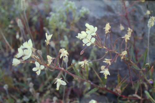 Image of Eremothera refracta by (c) runcator, some rights reserved (CC BY)