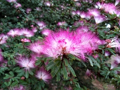 Calliandra selloi