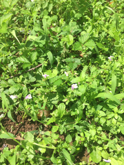 Valerianella chenopodifolia