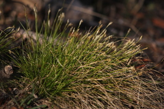 Carex eburnea