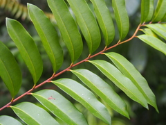 Simarouba