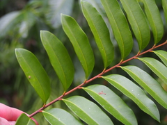Simarouba
