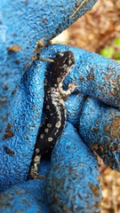 Plethodon fourchensis