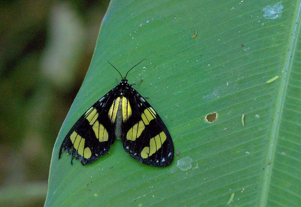 Notophyson heliconides