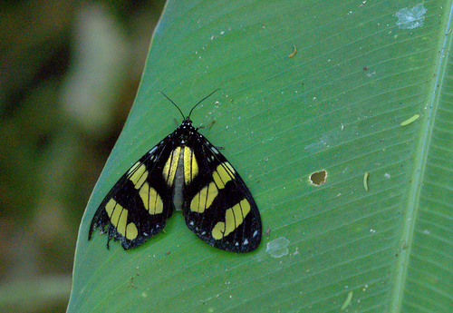 Notophyson heliconides