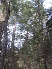 Pinus arizonica