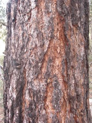 Pinus arizonica
