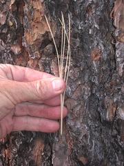Pinus arizonica