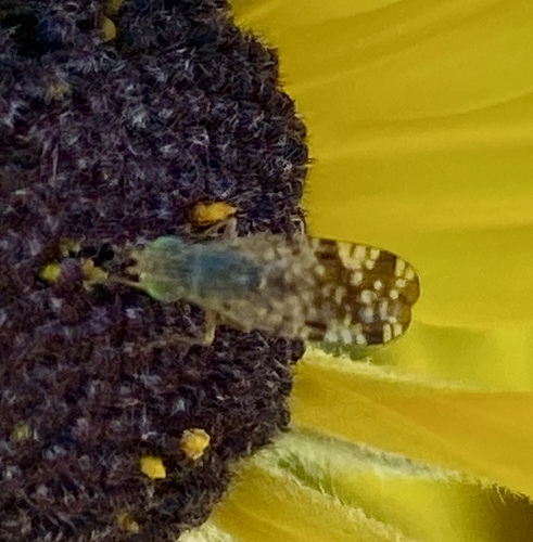 iNaturalist observation photo of Sunflower Seed Maggot