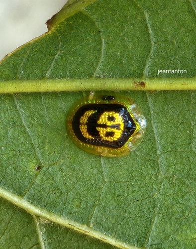 Microctenochira achardi