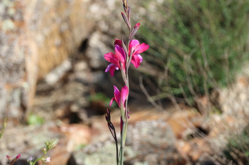 Image of Gladiolus by (c) er-birds, some rights reserved (CC BY)