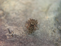 Attinella dorsata