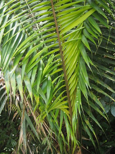 Image of Welfia regia by (c) Lena Struwe, some rights reserved (CC BY-SA)