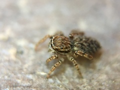Attinella dorsata