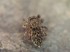 Attinella dorsata