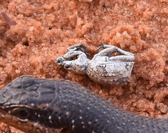 Microcerus