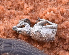 Microcerus