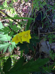 Calochortus monophyllus
